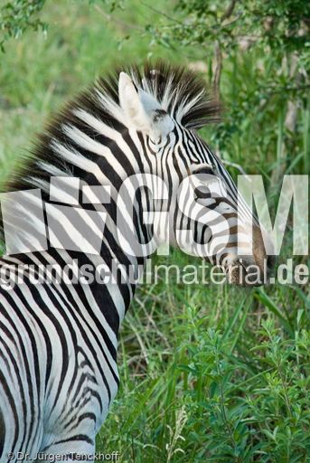 Zebra (19 von 28).jpg